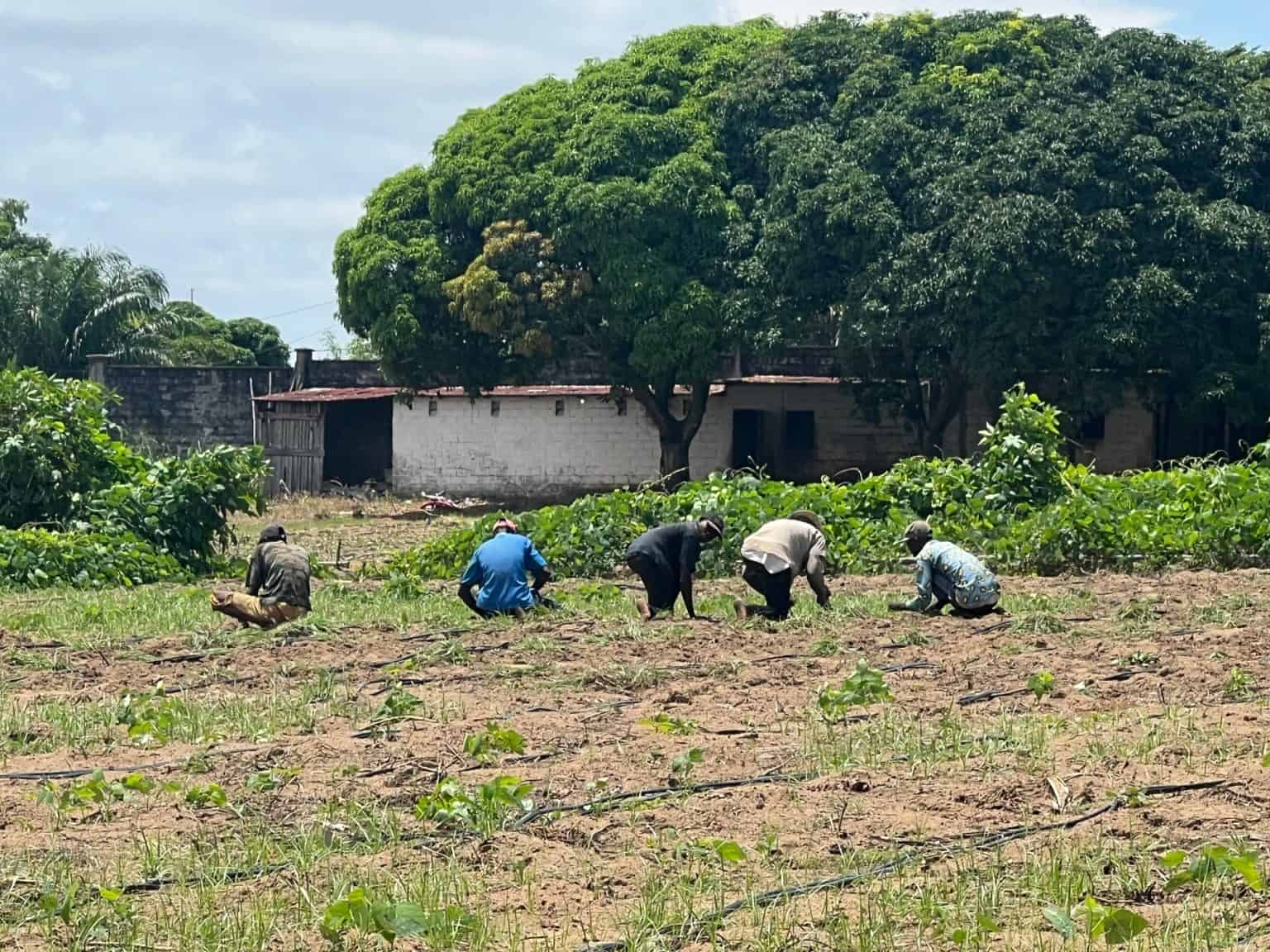 Entre 2013 y 2015, en el campo de la comercialización de semillas, la formación de pequeños horticultores en técnicas de producción de hortalizas y semillas de huertas, contó con el apoyo financiero de la Región de Lombardía / Fundación Cariplo (Italia). En 2014, como parte de la formación de candidatos a agromultiplicadores de Kinshasa y Kongo-Central, contó con el apoyo financiero de FIDA a través de un programa del Ministerio de Agricultura y Desarrollo Rural de la República Democrática del Congo, denominado “Programa de Apoyo para los Polos de Abastecimiento de Kinshasa en alimentos y productos de horticultura: PAPAKIN”.